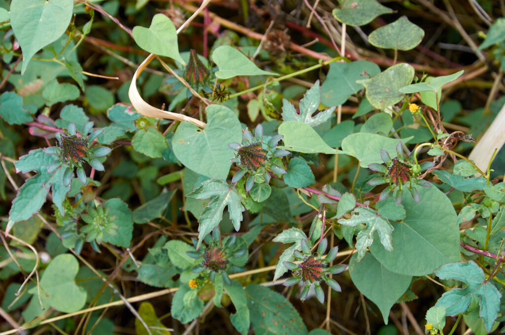 Hibiscus surattensis - Maurice