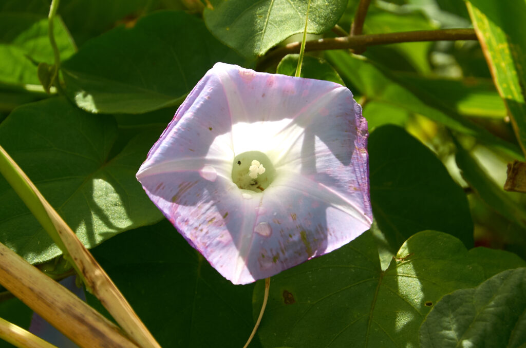 Ipomoea nil - Maurice