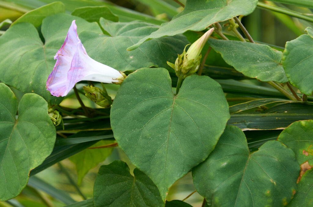 Ipomoea nil - Maurice