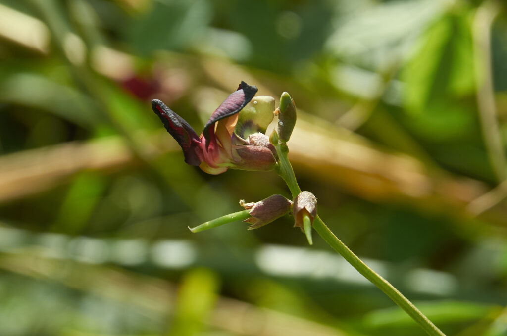 Macroptilium atropurpureum - Maurice