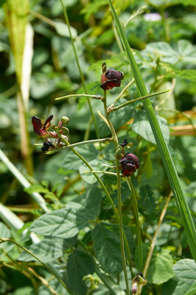 Macroptilium atropurpureum - Maurice