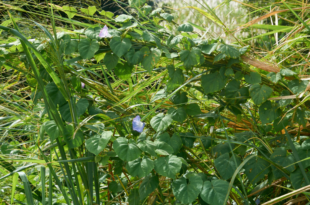 Ipomoea nil - Maurice