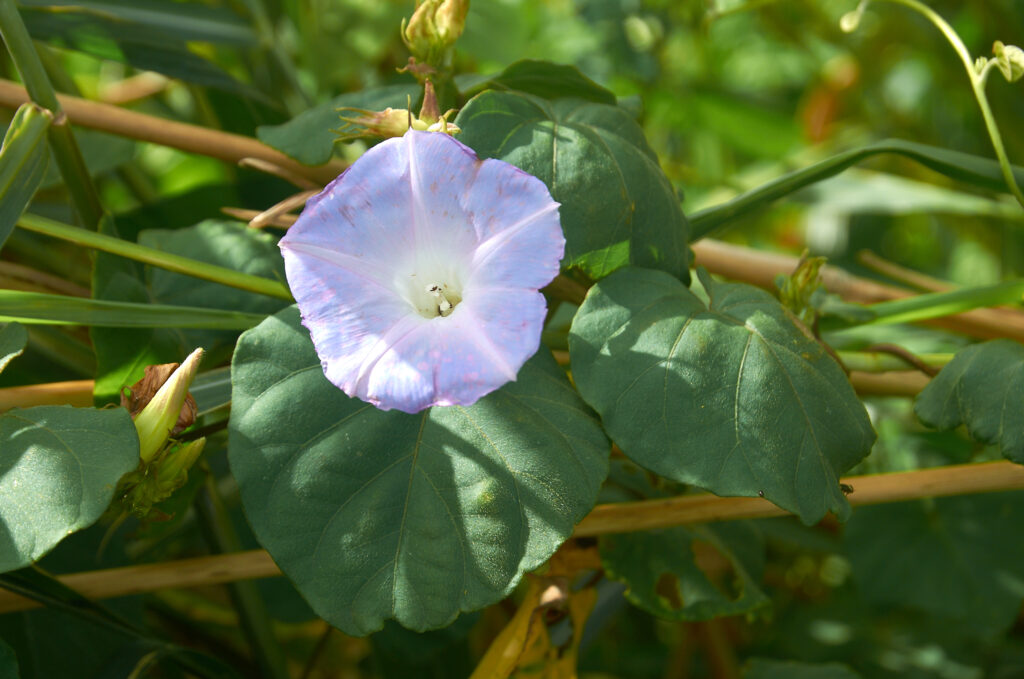 Ipomoea nil - Maurice