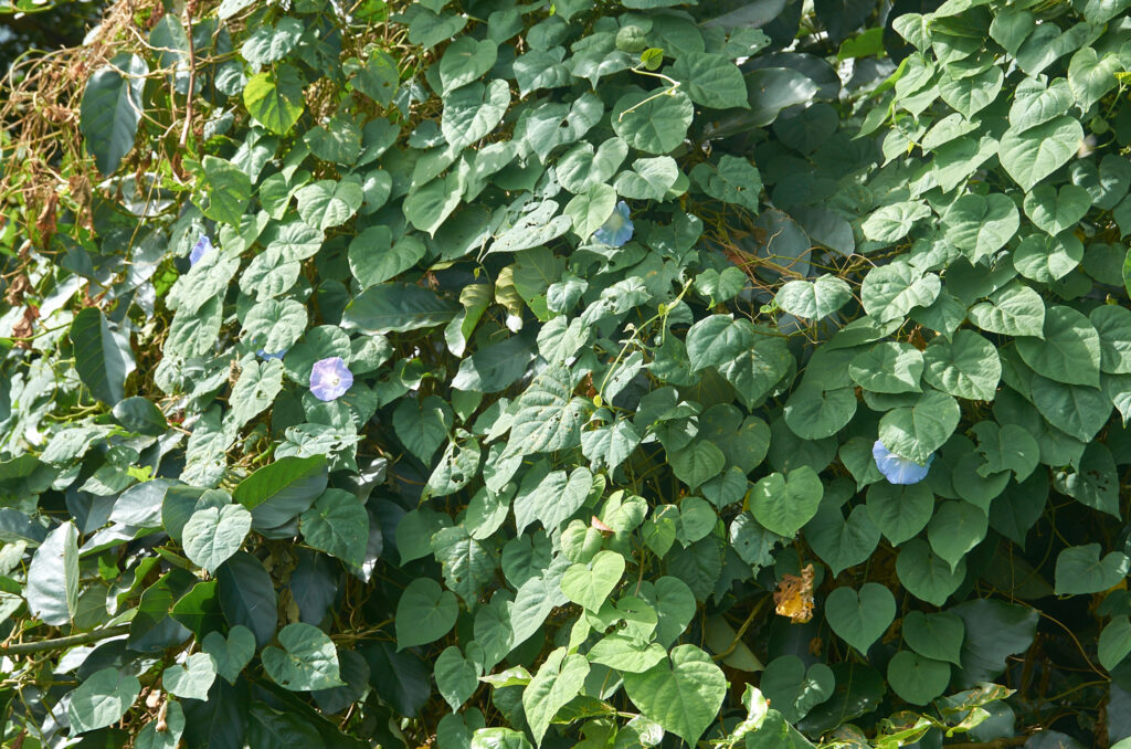 Ipomoea nil - Maurice