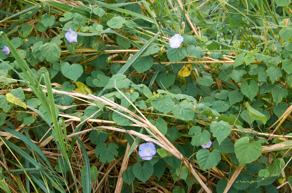 Ipomoea nil - Maurice
