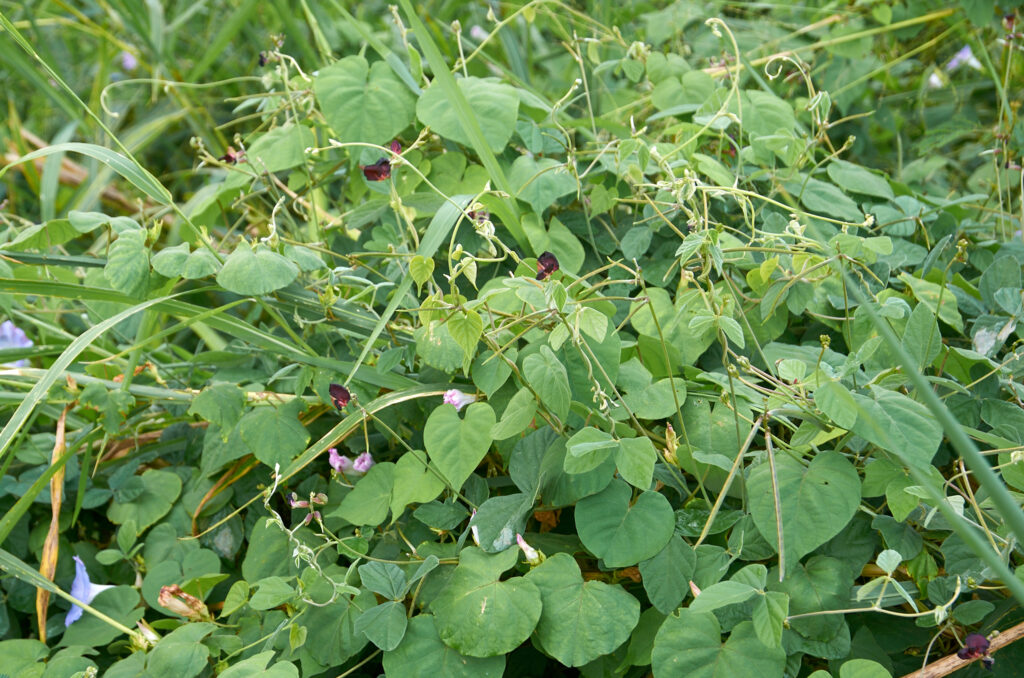 Macroptilium atropurpureum - Maurice