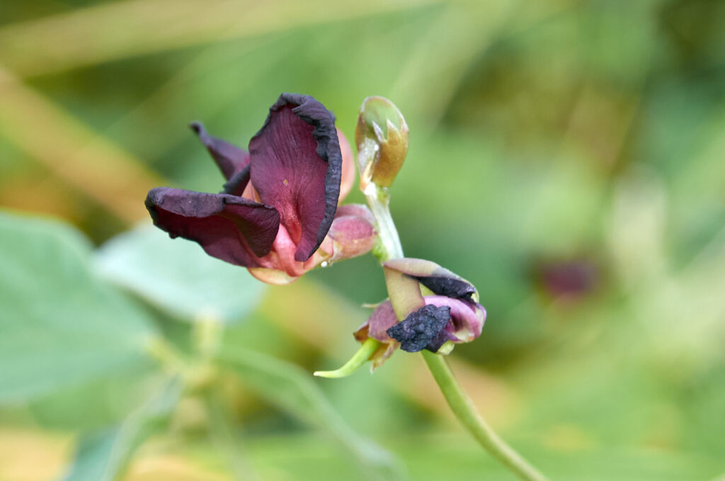 Macroptilium atropurpureum - Maurice