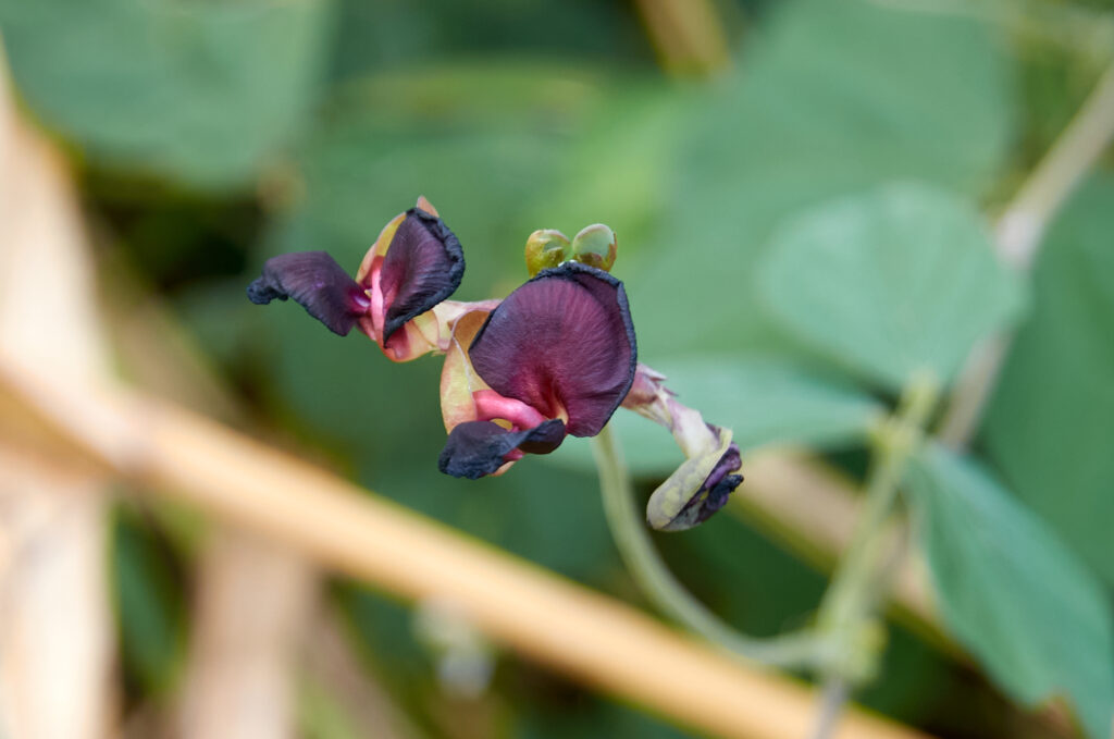 Macroptilium atropurpureum - Maurice