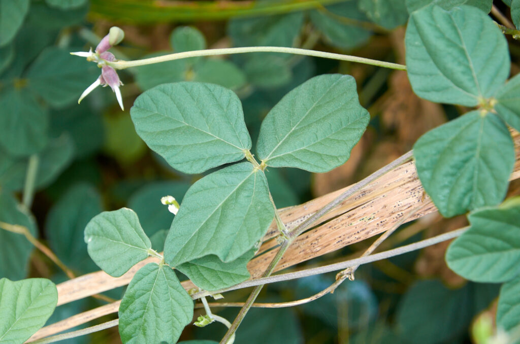 Macroptilium atropurpureum - Maurice
