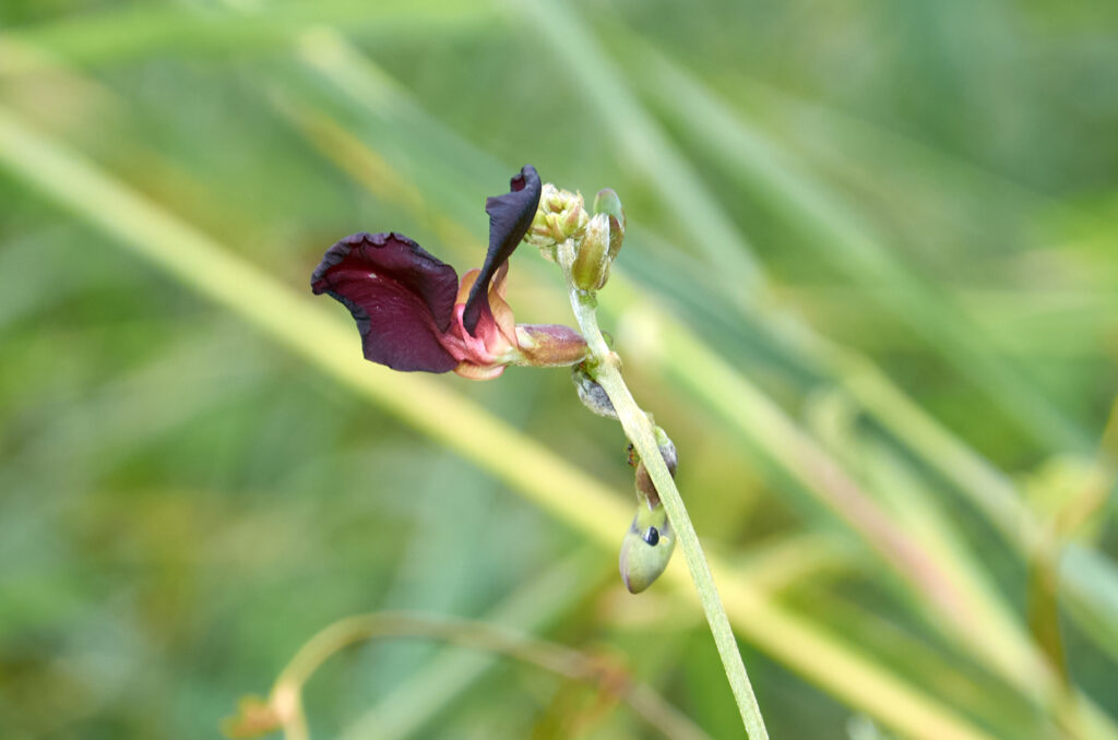 Macroptilium atropurpureum - Maurice