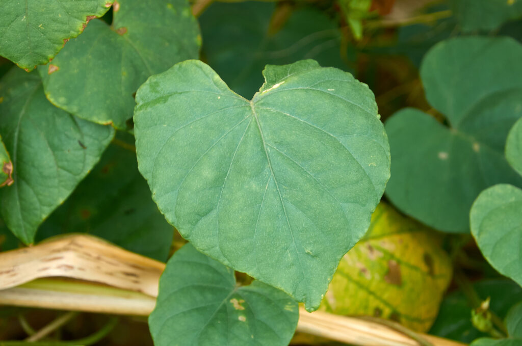 Ipomoea nil - Maurice