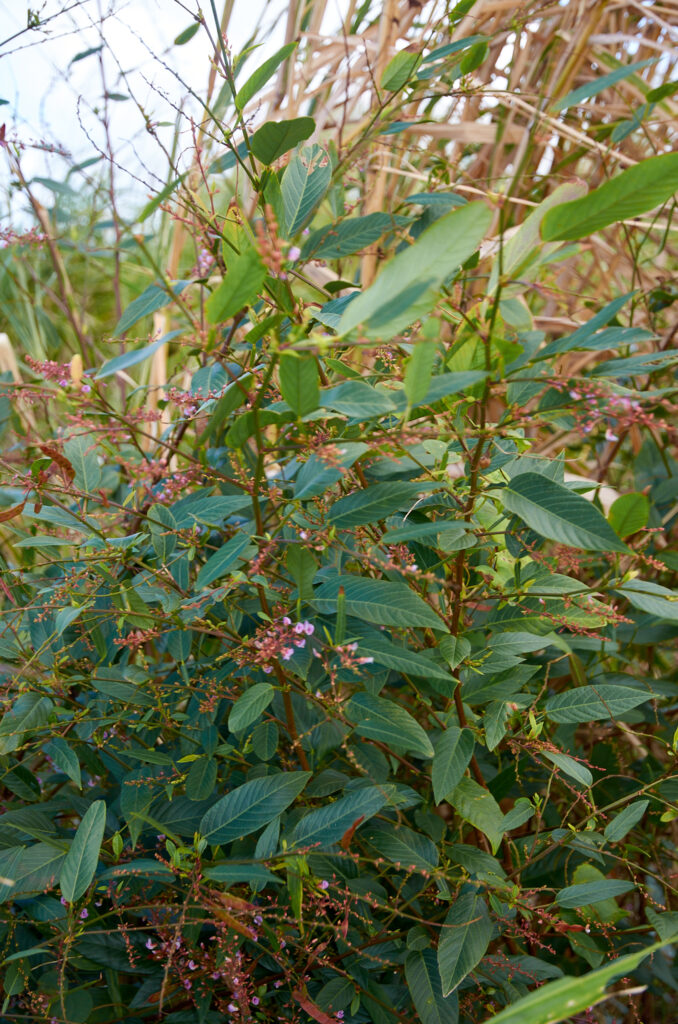 Tadehagi triquetrum - Maurice