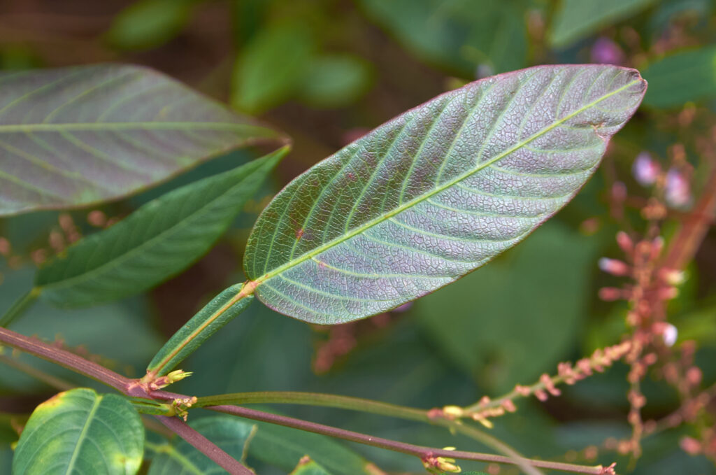 Tadehagi triquetrum - Maurice