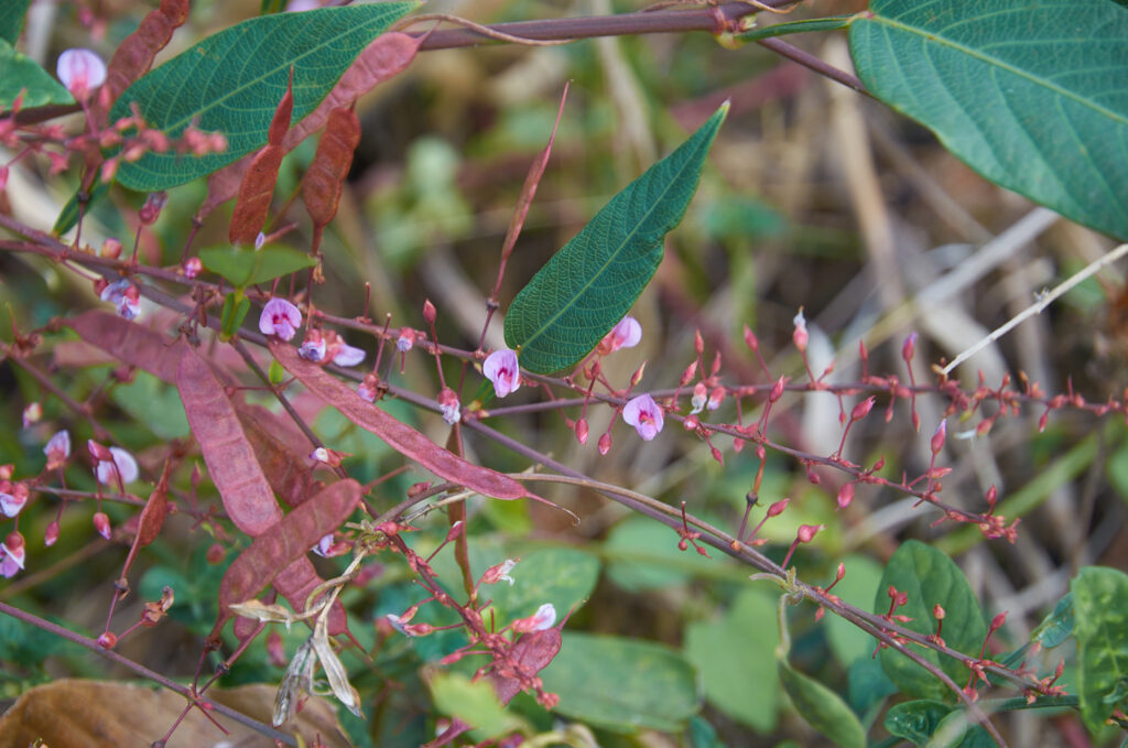 Tadehagi triquetrum - Maurice