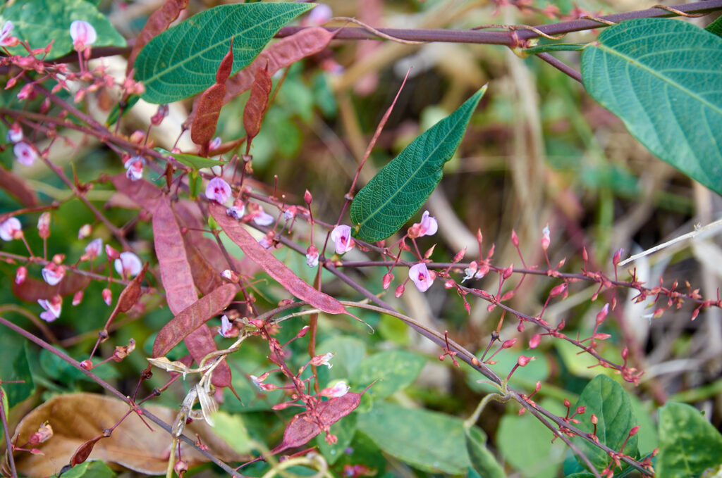 Tadehagi triquetrum - Maurice