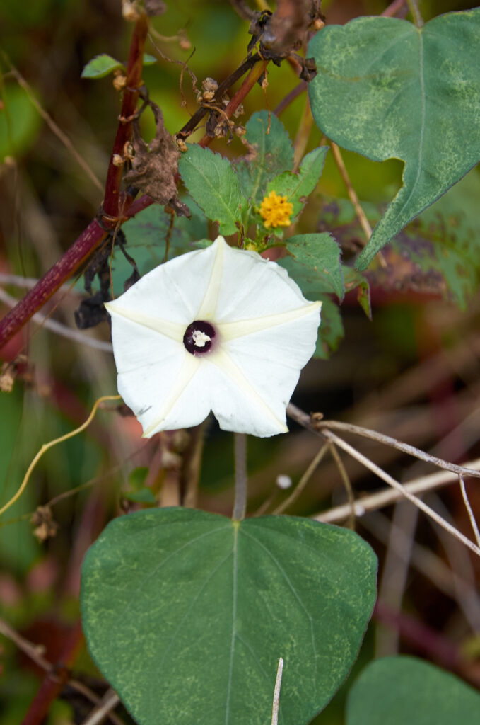 Ipomoea obscura - Maurice