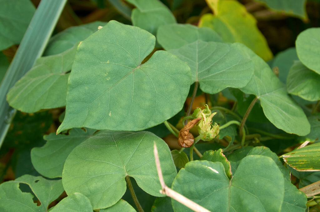 Ipomoea nil - Maurice