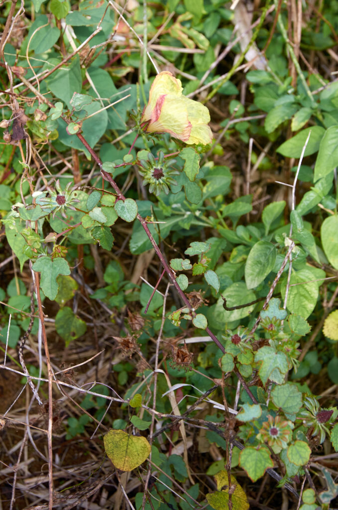 Hibiscus surattensis - Maurice