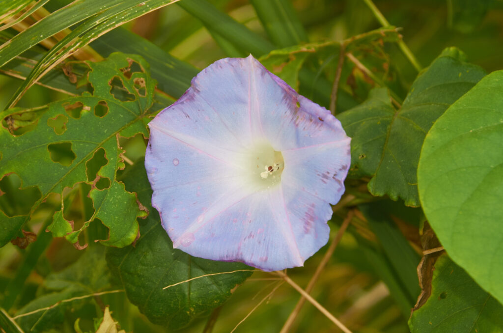 Ipomoea nil - Maurice