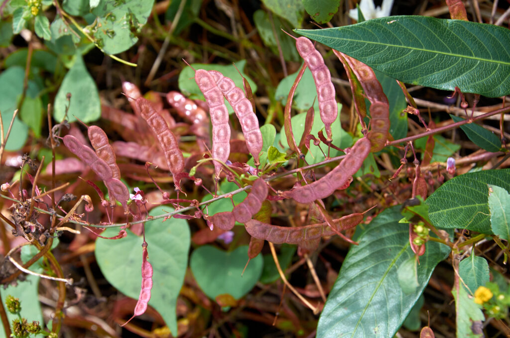 Tadehagi triquetrum - Maurice