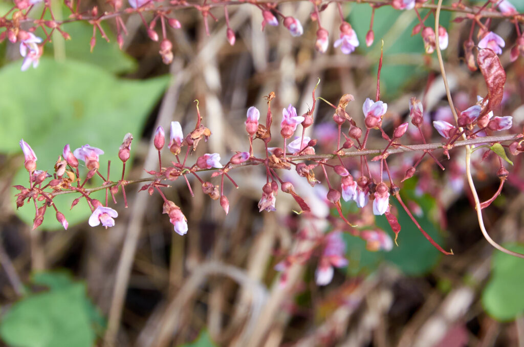 Tadehagi triquetrum - Maurice