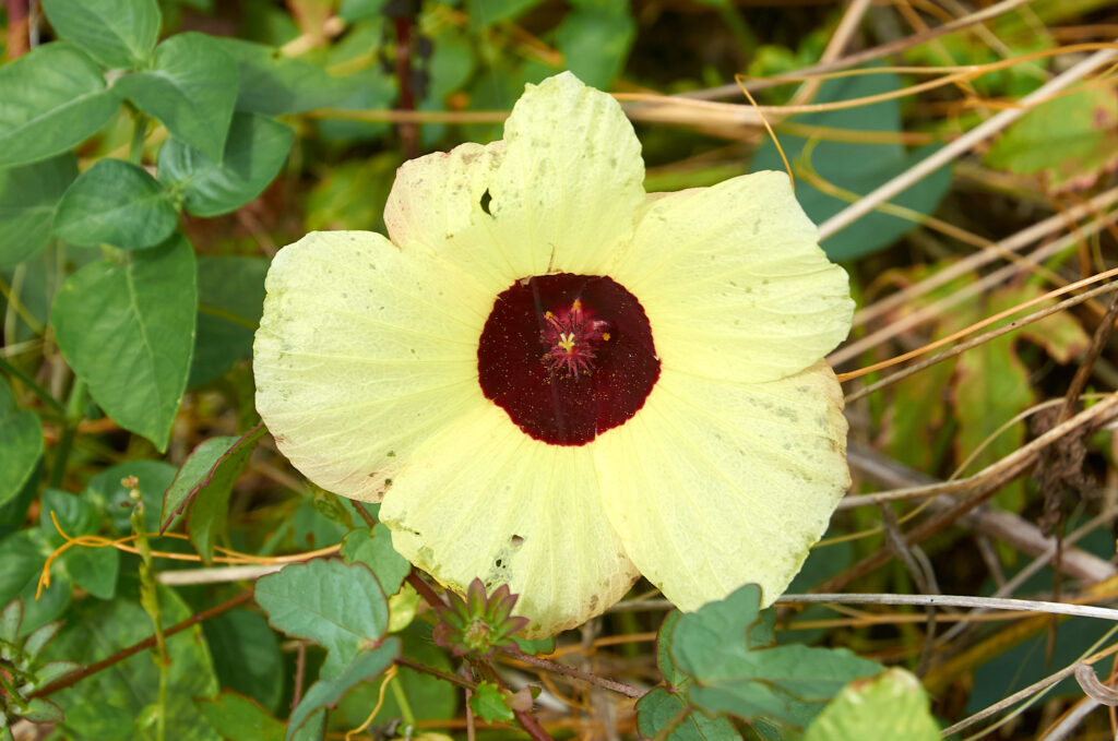 Hibiscus surattensis - Maurice