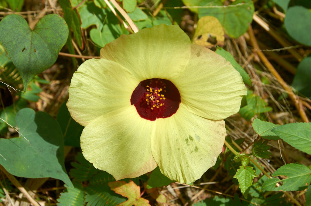 Hibiscus surattensis - Maurice