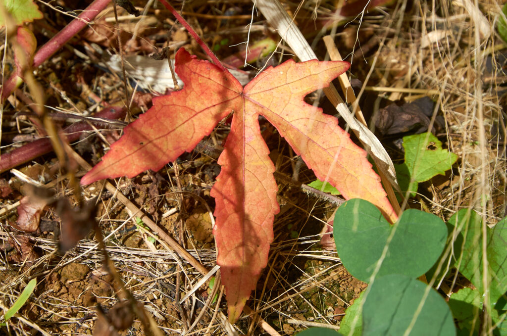 Hibiscus surattensis - Maurice