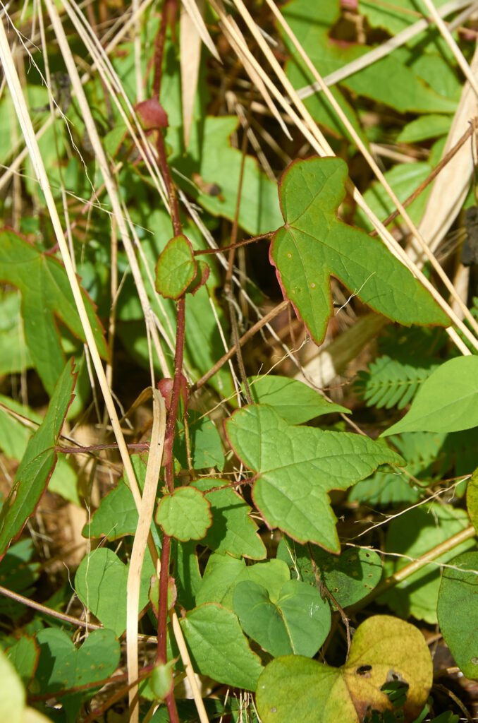 Hibiscus surattensis - Maurice