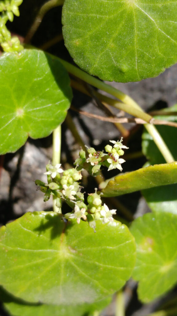 Hydrocotyle bonariensis - Maurice
