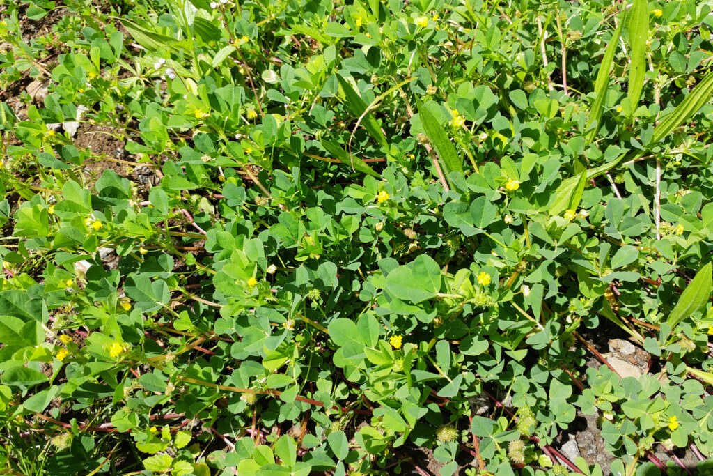 Medicago polymorpha -Maurice