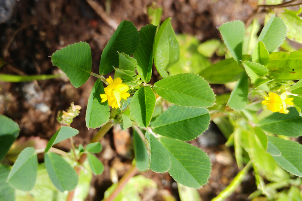 Medicago polymorpha -Maurice