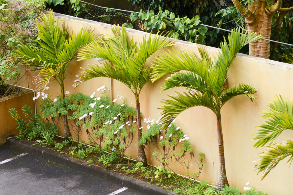 Adonidia merrillii - Maurice