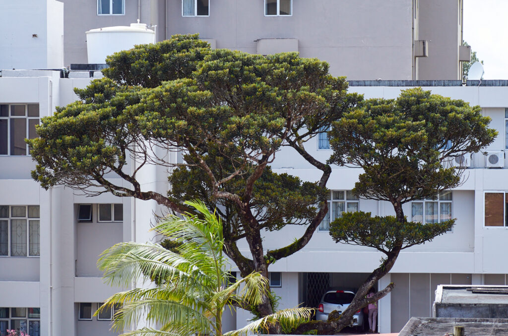 Labourdonnaisia glauca - Maurice