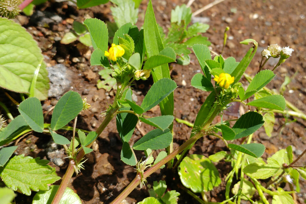 Medicago polymorpha - Maurice