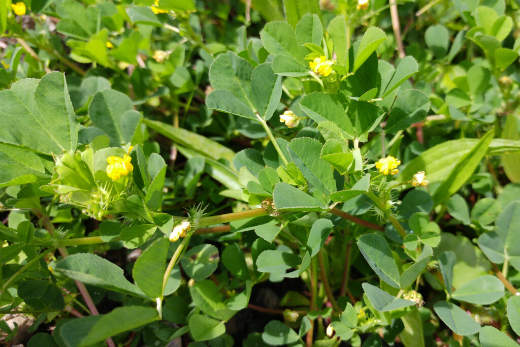 Medicago polymorpha -Maurice