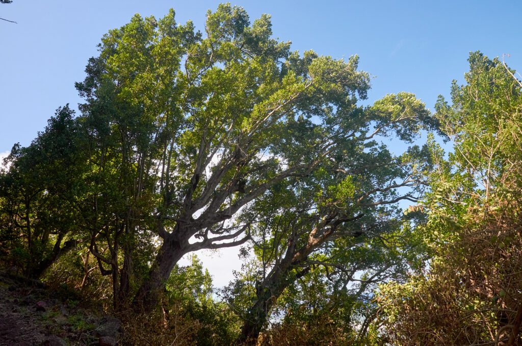 Elaeodendron orientale - Maurice