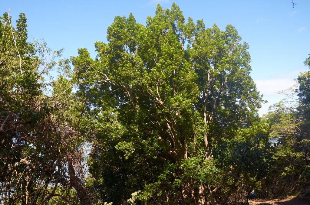 Elaeodendron orientale - Maurice