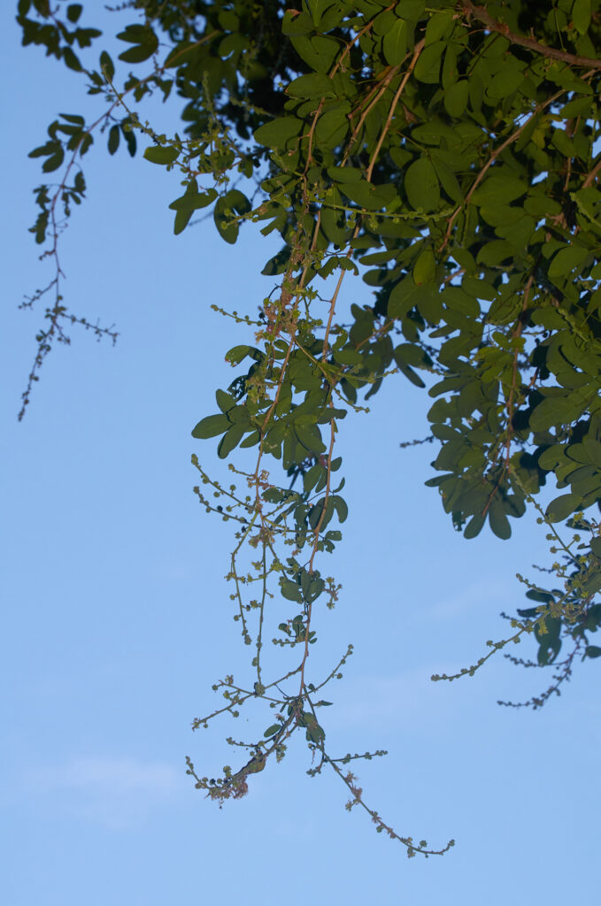 Pithecellobium dulce - Maurice