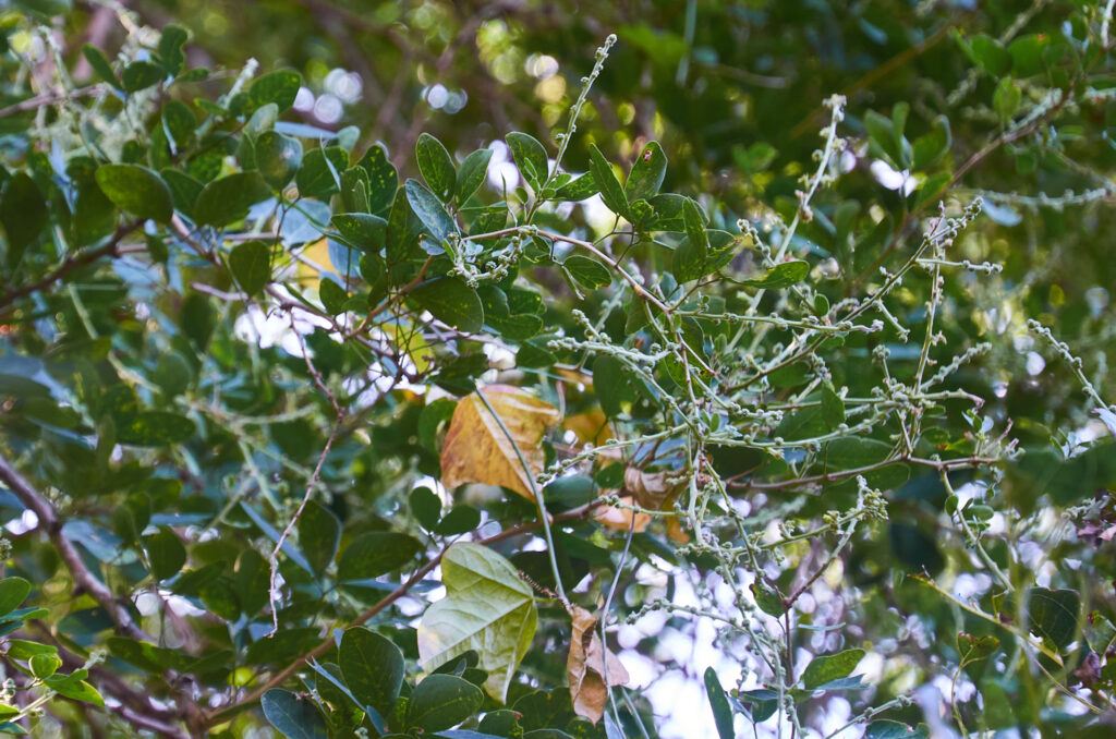 Pithecellobium dulce - Maurice