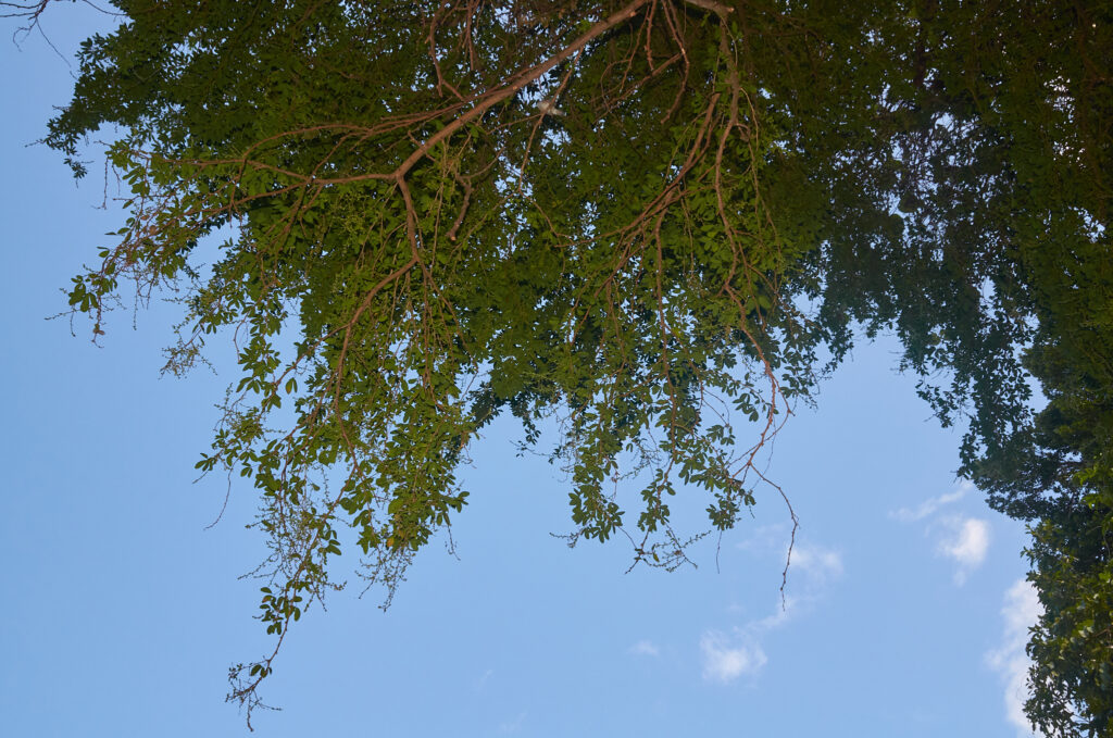 Pithecellobium dulce - Maurice