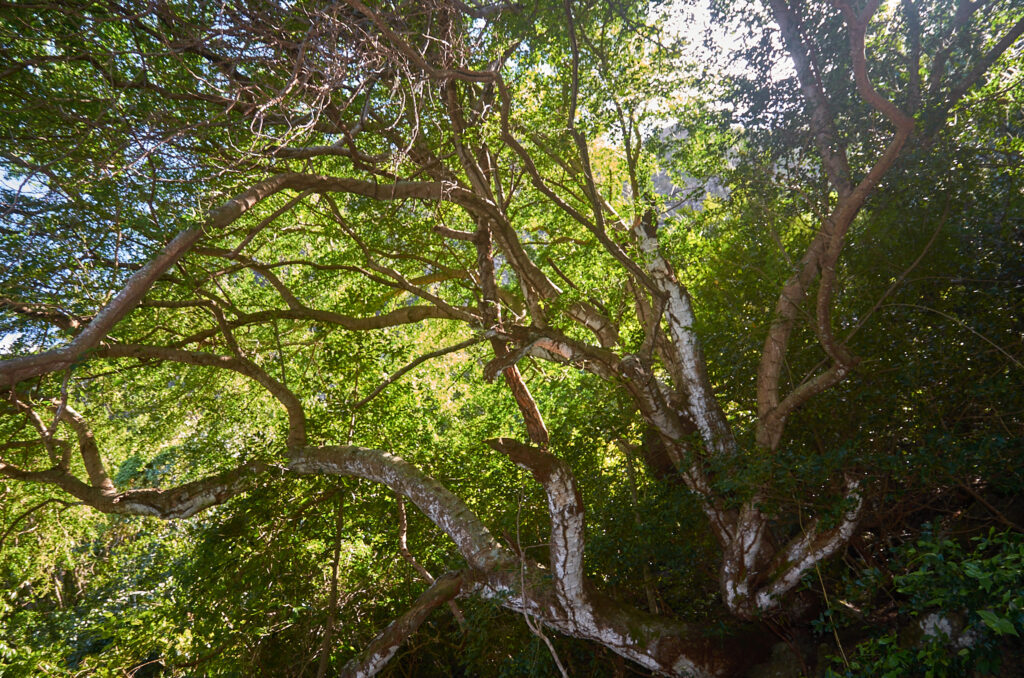 Pithecellobium dulce - Maurice