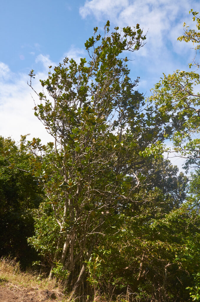 Diospyros leucomelas - Maurice