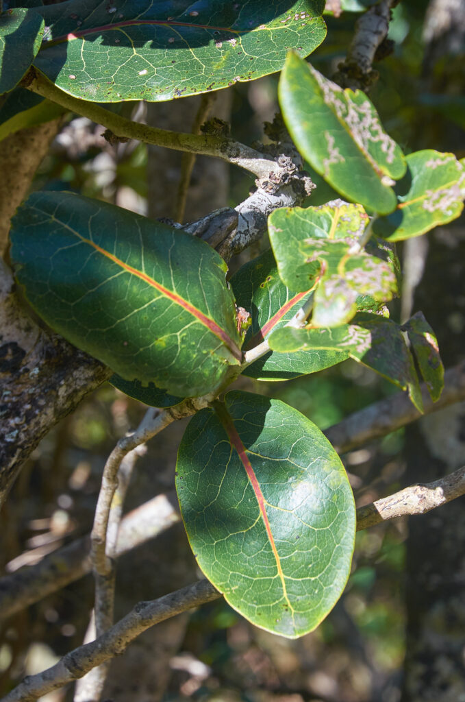 Diospyros leucomelas - Maurice