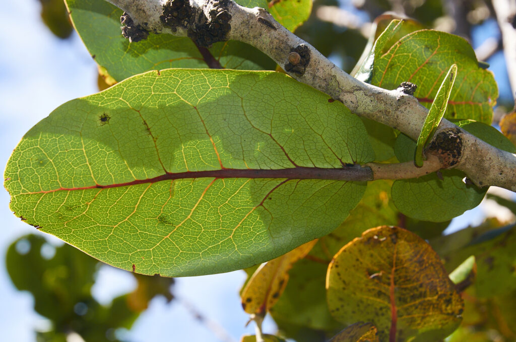 Diospyros leucomelas - Maurice