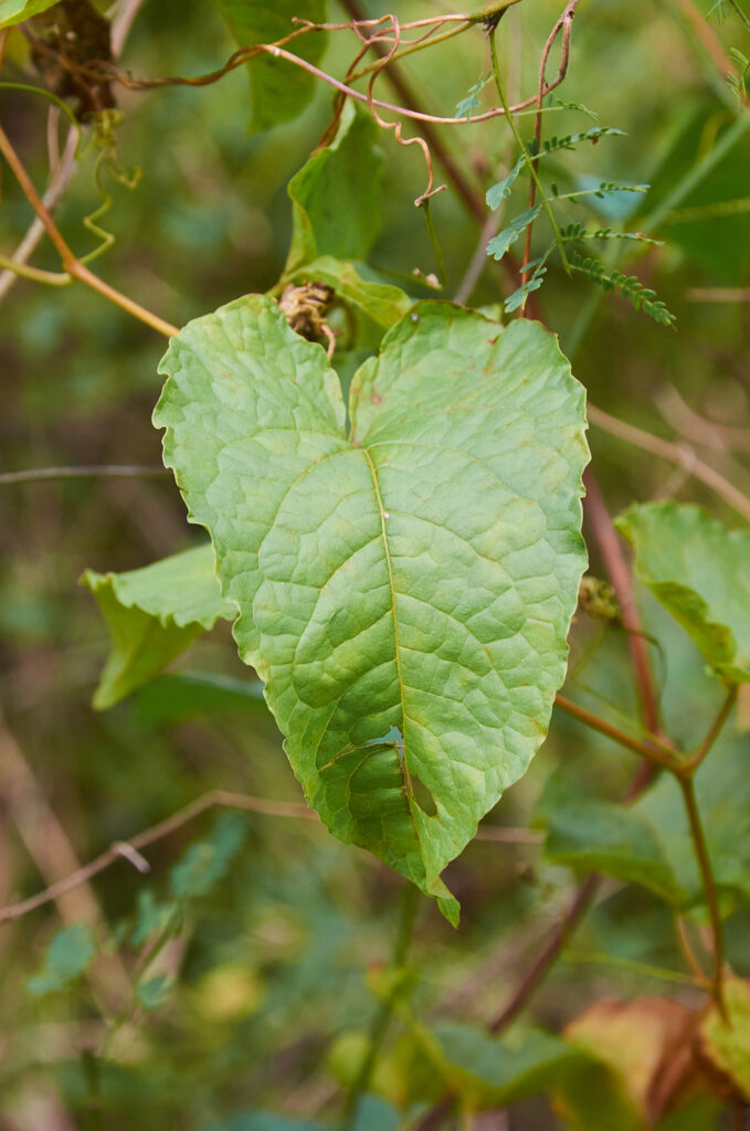 Antigonon leptopus - Maurice