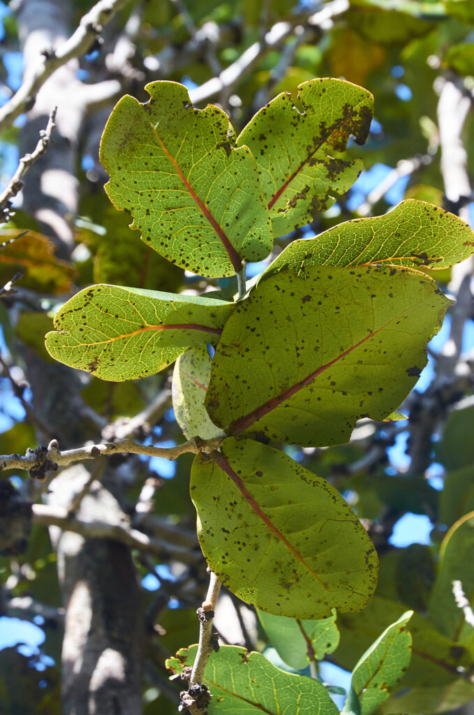 Diospyros leucomelas - Maurice