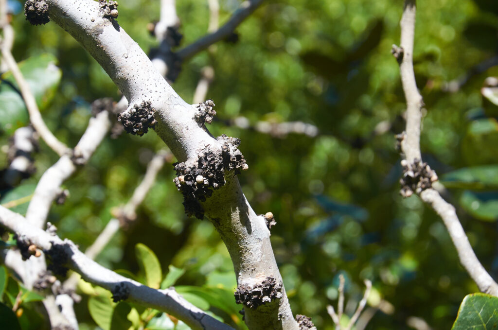 Diospyros leucomelas - Maurice