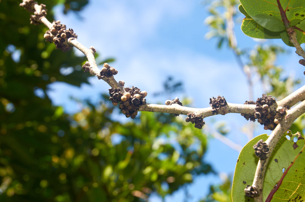 Diospyros leucomelas - Maurice