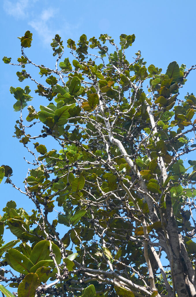 Diospyros leucomelas - Maurice